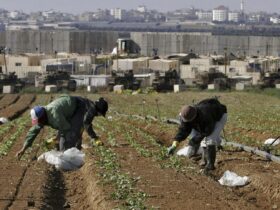 Why were so many Thai farmers among the hostages held by Hamas?